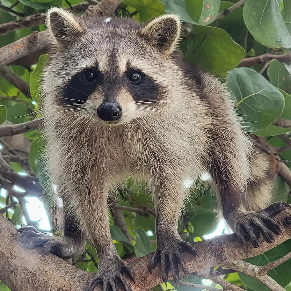 アライグマ島：SUP/カヤックでの探検 | Trip.com