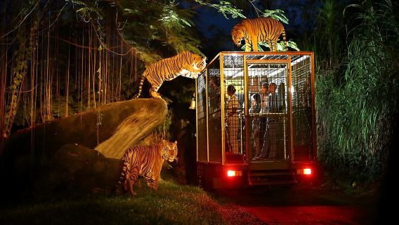 Mandai Zoo Night Safari Tour