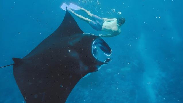 Snorkeling In Nusa Penida Island With Manta Ray From Bali