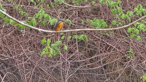 Langkawi : Kilim Geoforest Mangrove Kayak Tour with Lunch