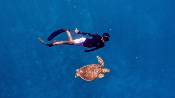 Snorkeling with turtle and statue in Gilis