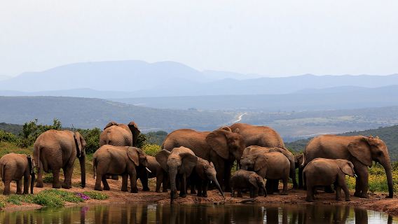Safari di un giorno intero con gli elefanti nell'Addo Elephant con pranzo tradizionale sudafricano Braai (barbecue)