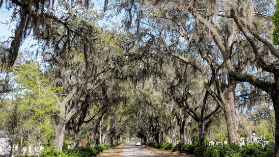 Tour riêng tham quan các khu lịch sử/thời Victoria của Savannah và Nghĩa trang Bonaventure