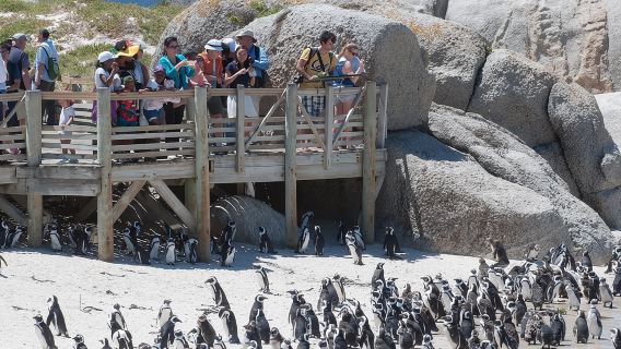 Cape Point Sightseeing Tour including Cape of Good Hope full day from Cape Town