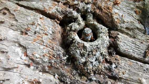 ทัวร์ชมผึ้งมายันที่เมืองบาลาโดลิด พร้อมอาหารกลางวันหรืออาหารเช้า และชิมน้ำผึ้ง