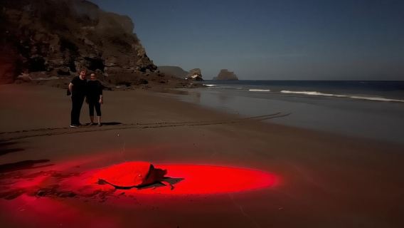 Tour notturni per l'osservazione delle tartarughe con un naturalista esperto