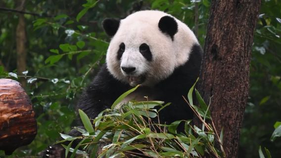 ทัวร์ส่วนตัวหนึ่งวันสำหรับแพนด้ายักษ์เฉิงตู + พิพิธภัณฑ์จินซา หรือพิพิธภัณฑ์เฉิงตู