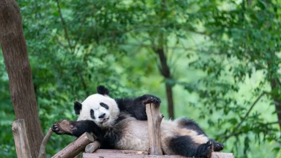Chine - Visite d'une demi-journée à la base de recherche sur l'élevage du panda géant de Chengdu + Guide touristique en chinois et en anglais C