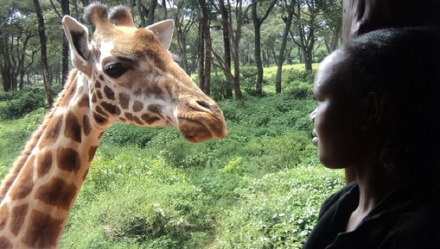 Tour zum Giraffenzentrum ab Nairobi