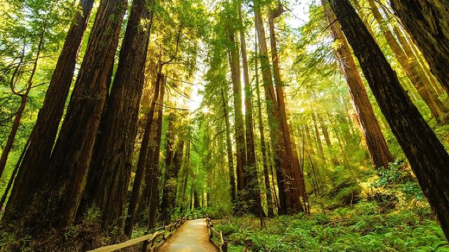 Golden Gate Bridge Muir Woods Sausalito with Optional Alcatraz