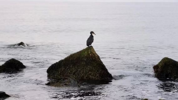 包車遊荷蘭角港：ZHL沙丘、1881要塞、防禦博物館、北海灘