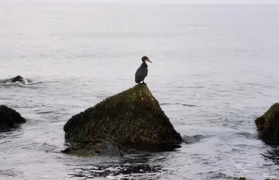 包車遊荷蘭角港：ZHL沙丘、1881要塞、防禦博物館、北海灘