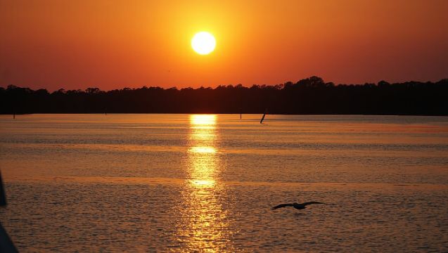 Dolphin and Nature Sunset Cruise from Orange Beach