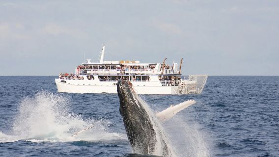 Lawatan Sehari ke Sydney + Port Stephens [Sewaan Peribadi Bahasa Cina | Pakej Persendirian]