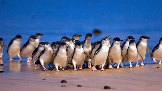 Special join-in tour· Melbourne Penguin Island + Steam Train 1-day tour· Limited time available, please contact customer support for group period