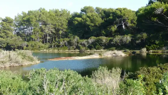 From Cannes: Ferry Tickets to Sainte-Marguerite Island