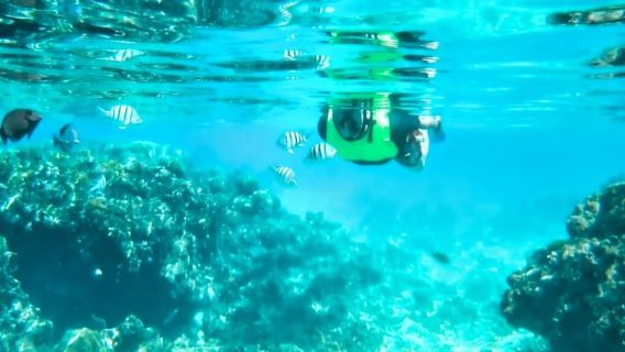 โรอาตัน: ทัวร์เกาะตะวันออกพร้อมป่าชายเลน