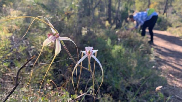เพิร์ธ: อุโมงค์สวอนวิว น้ำตก และเส้นทางเดินป่า Eagle View