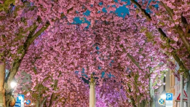 Lawatan sehari sewaan peribadi ke Augustusburg di Cologne, Katedral Bonn, Rumah Beethoven dan Jalan Bunga Sakura di Jerman