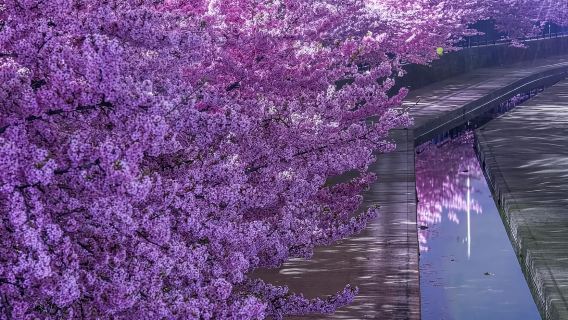 1-day tour from Osaka: Early cherry blossoms at Yodogawa Riverside Park + Fushimi Inari Taisha + Byodoin Temple in Uji