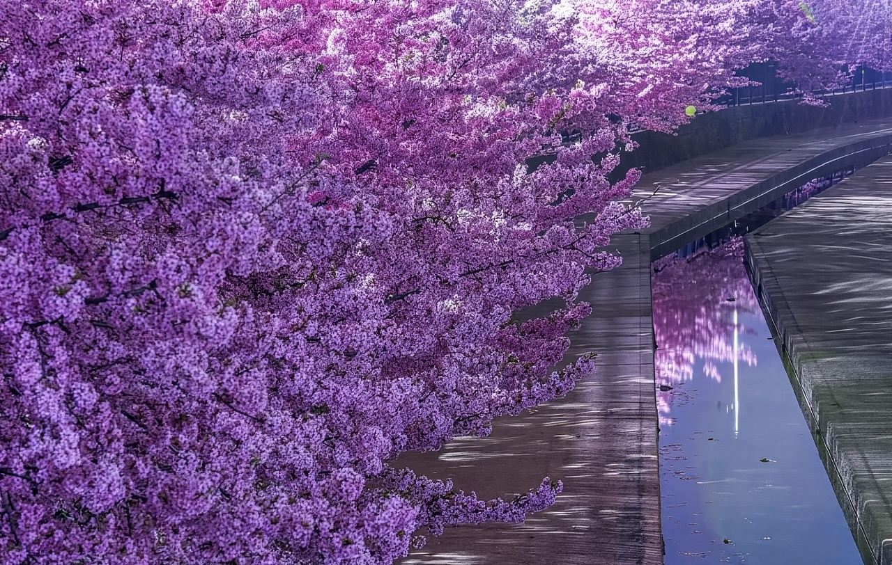 ทัวร์ 1 วัน จากโอซากะ: ซากุระต้นฤดูที่สวนโยโดะ + ศาลเจ้าฟูชิมิอินาริ + วัดเบียวโดในอุจิ