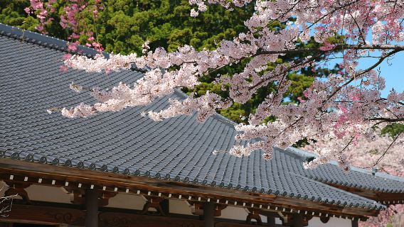 Takato Cherry Blossoms, Shinshu Sukiyaki Lunch & Strawberry Picking Day Tour from Tokyo