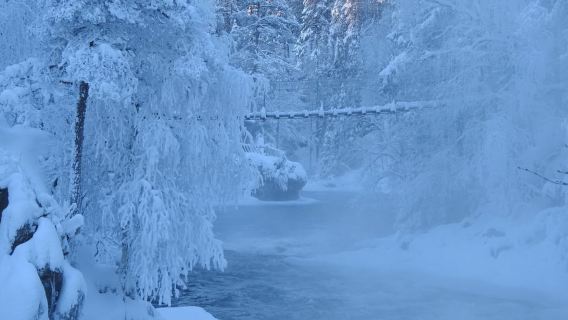 Private Winter Walk in Oulanka National Park with Snowshoes