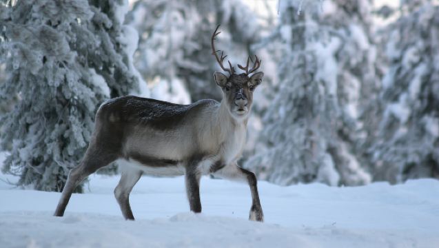 Rovaniemi: Authentic Reindeer Farm Visit & Short Sleigh Ride