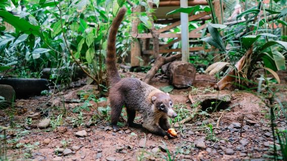 Manuel Antonio: Vrijwilligerswerk voor een dag bij een wildlife sanctuary