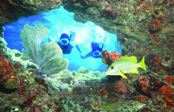 基韋斯特礁浮潛－早晨含羞草雞尾酒或下午瑪格麗塔雞尾酒