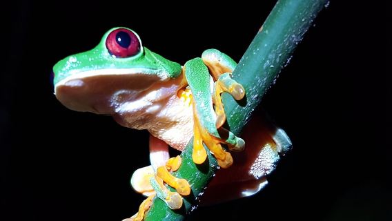 Manuel Antonio Night Tour