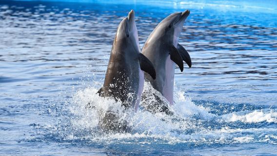 雪梨史蒂芬斯港觀海豚+安娜灣滑沙一日遊【含午餐/四人成團】
