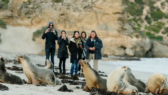 南オーストラリア・カンガルー島シール・ベイ保護公園ワンデーツアー【フリンダース・チェイス+ランチ+アデレード送迎】