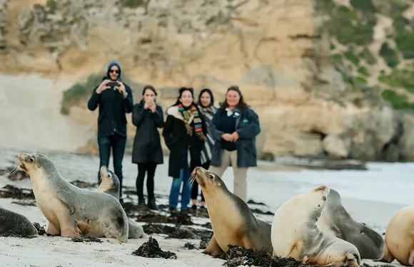 南澳袋鼠島海豹灣一日遊【弗林德斯蔡司+午餐+阿德萊德接送】
