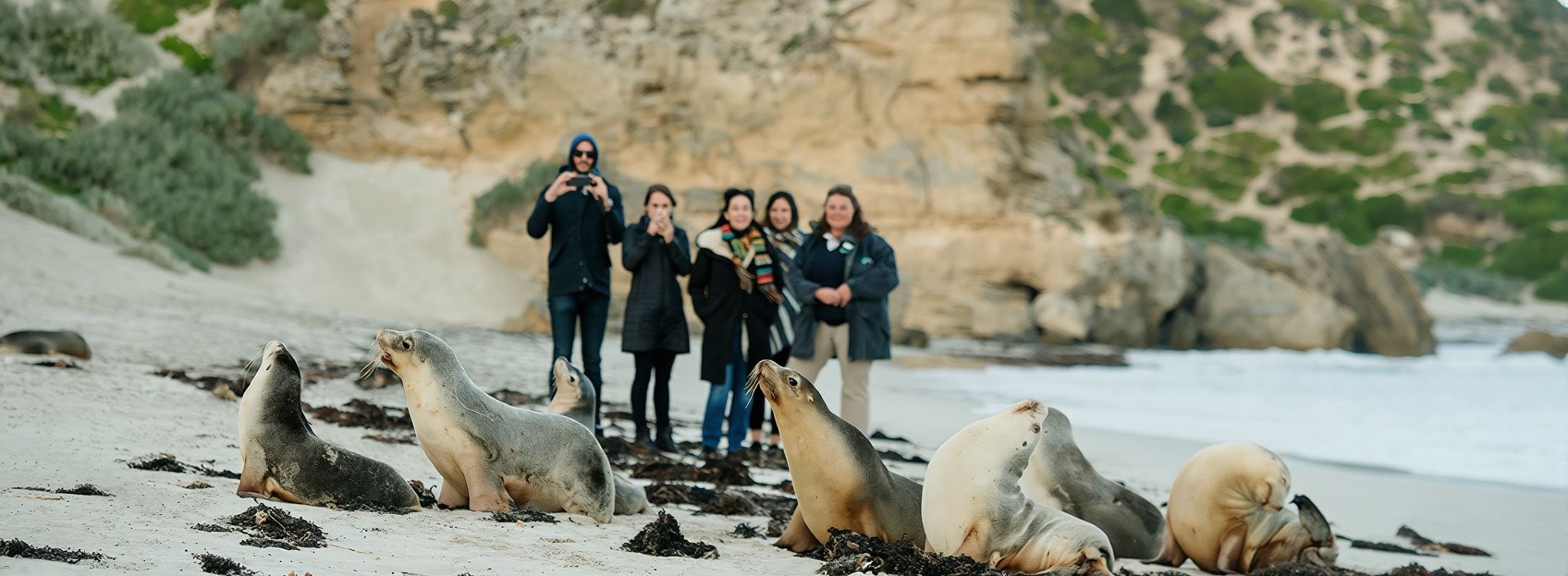 Однодневный тур на остров Кенгуру в Южной Австралии: Заповедник Сил Бэй [Национальный парк Флиндерс Чейз + обед + трансфер из Аделаиды]