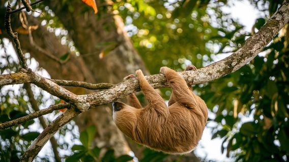 Faultier- und Kajaktour – Ethische Begegnungen mit Wildtieren