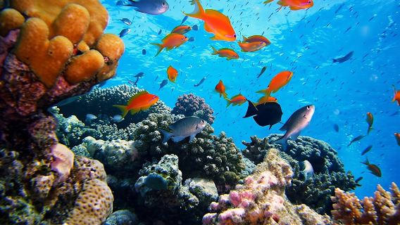 Satayah Reef Snorkeling Tour from Marsa Alam with Lunch and Drinks