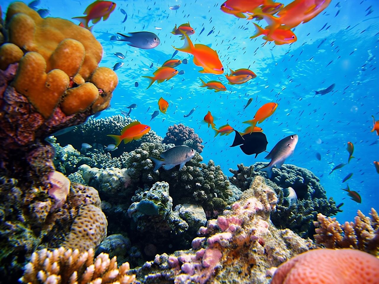 Satayah Reef Snorkeling Tour from Marsa Alam with Lunch and Drinks