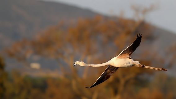 Formosa lagoon half-day birdwatching tour