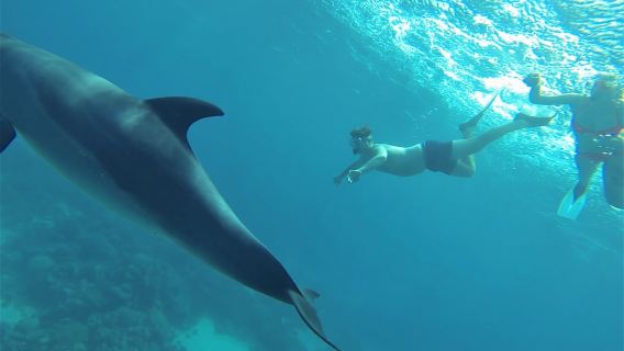 Lawatan bot laju Laut Merah dari Hurghada, Mesir, termasuk menonton ikan lumba-lumba dan snorkeling (termasuk makan tengah hari dan pemindahan).