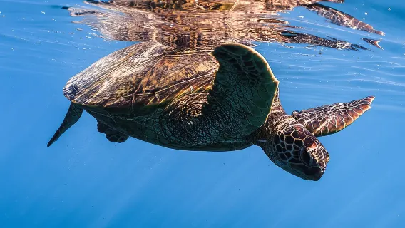 Turtle Canyon Snorkel from Waikiki: Turtles Guaranteed