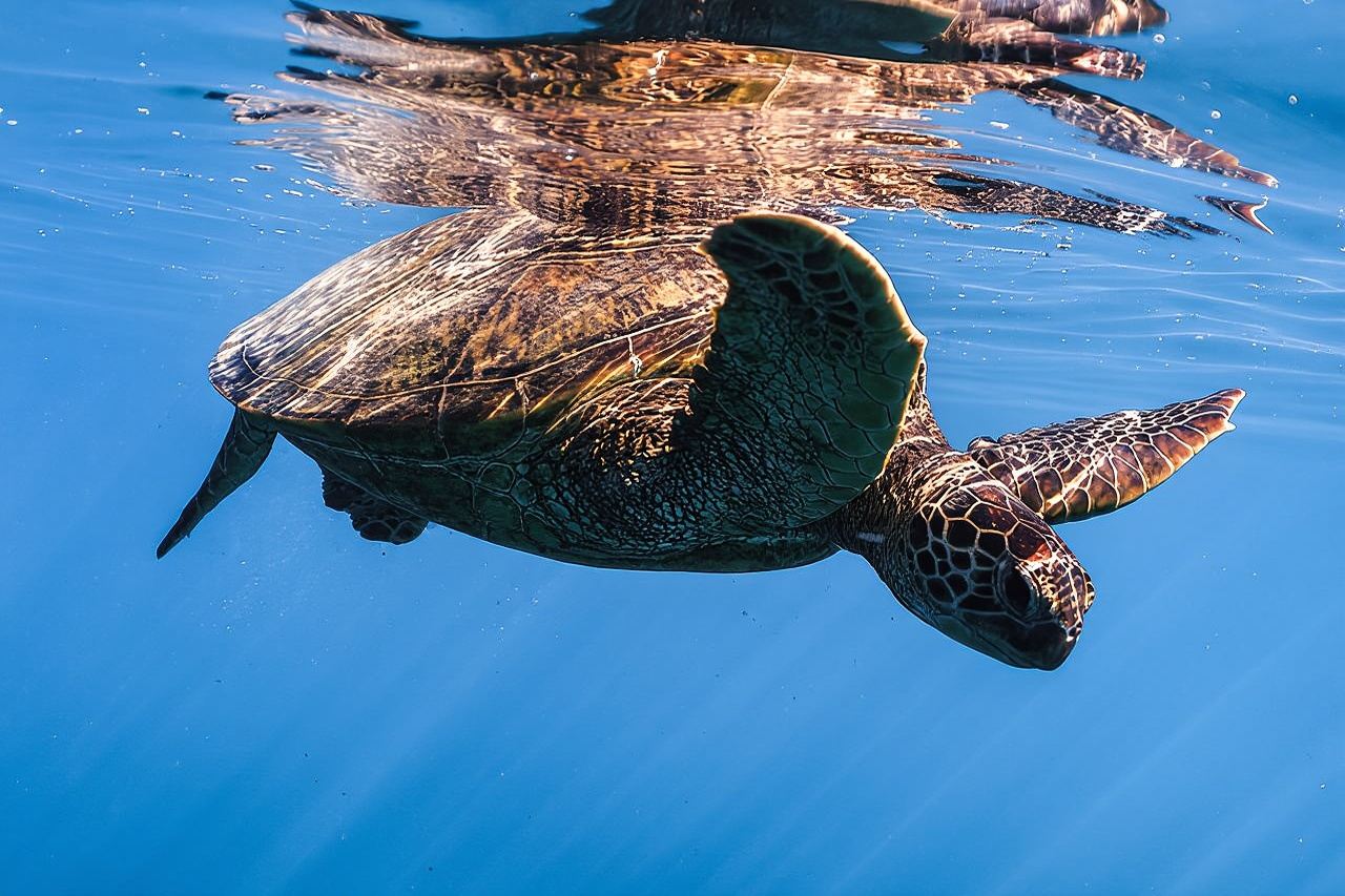 Turtle Canyon Snorkel from Waikiki: Turtles Guaranteed