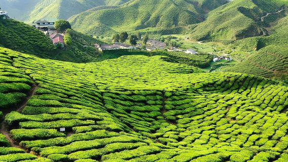 Malaysia Cameron Highlands Leisurely Day Tour: Enjoy Highland Scenery and Authentic Local Delicacies Gathering