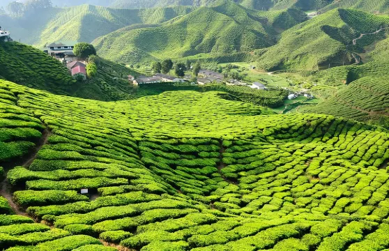 馬來西亞 金馬倫輕閒一日遊 覽高原風光品地道風味小聚