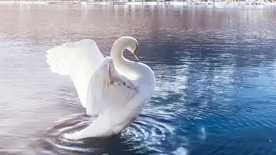 日本箱根箱根神社＋箱根海賊船＋箱根空中纜車＋忍野八海一日遊