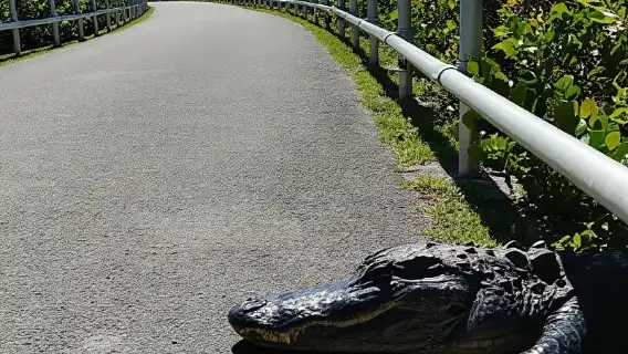Miami: Everglades Airboat Ride and Tram Tour