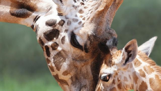 Lawatan sehari dengan sewaan peribadi berbahasa Cina ke Zoo Al Ain + Oasis Gurun dari Dubai pergi-balik