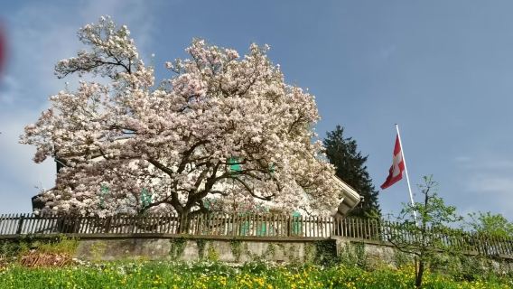 瑞士琉森布里恩茨湖+吉斯巴赫瀑布+巴倫堡戶外博物館一日遊