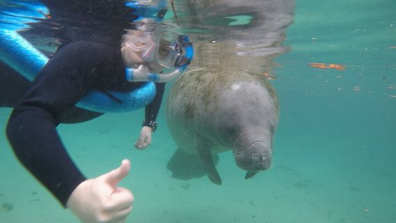 Guided Small Group Manatee Snorkeling Tour with In-Water Photographer
