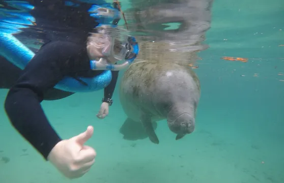 有水下攝影師陪同的小團體海牛浮潛之旅